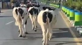 Waduh! Tiga Ekor Sapi Masuk Jalan Raya di Pamekasan.