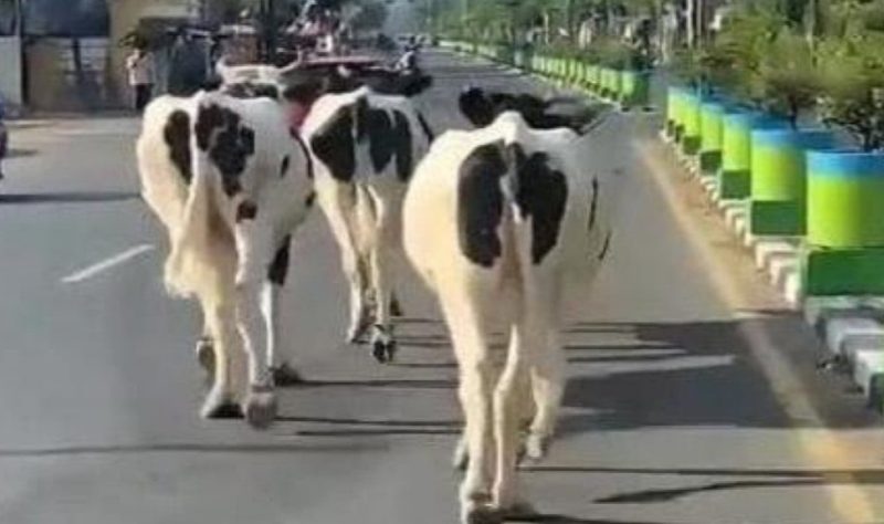 Waduh! Tiga Ekor Sapi Masuk Jalan Raya di Pamekasan.