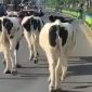 Waduh! Tiga Ekor Sapi Masuk Jalan Raya di Pamekasan.