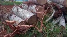 Pohon warga di jalan raya Bulangan Barat yang ditebang tanpa izin.