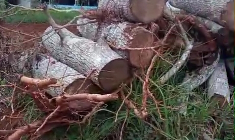 Pohon warga di jalan raya Bulangan Barat yang ditebang tanpa izin.