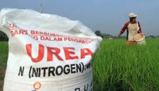 Ilustrasi petani dan pupuk di tengah sawah.