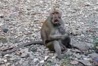 Ilustrasi Monyet. Foto : Detik.com