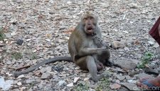 Ilustrasi Monyet. Foto : Detik.com