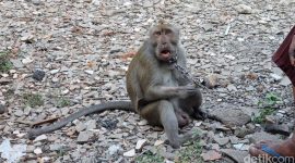 Ilustrasi Monyet. Foto : Detik.com