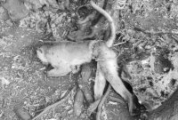 Monyet yang dibunuh.