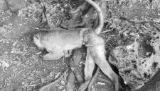 Monyet yang dibunuh.