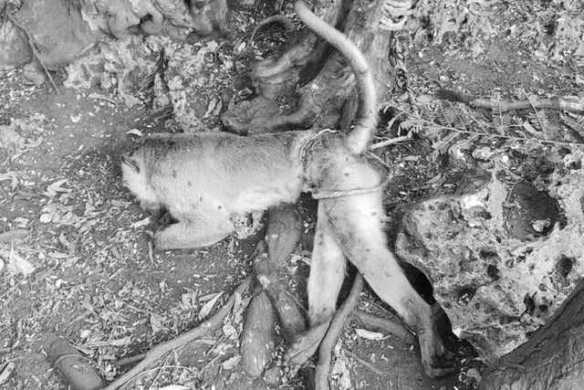 Monyet yang dibunuh.