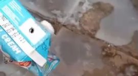 Viral MBG Susu Berulat di SDN Sentol 2 Pamekasan, Satgas Kapan Akan Tindak Tegas?