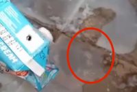 Tangkapan layar video viral susu MBG Berulat.