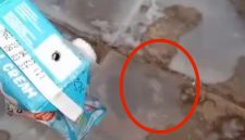 Tangkapan layar video viral susu MBG Berulat.