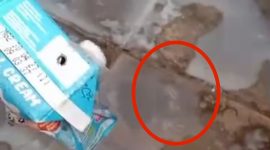 Tangkapan layar video viral susu MBG Berulat.