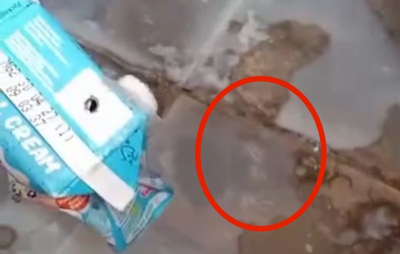 Tangkapan layar video viral susu MBG Berulat.