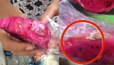 Waduh! MBG Buah Naga di Yayasan Al-Ikhwan Lesong Daya Pamekasan Ditemukan Berulat.