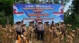 Kuartal 2, Polisi Pamekasan Panen Jagung Serentak di Kawasan Palengaan.