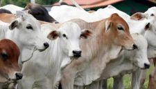 Ilustrasi sapi qurban.