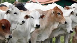 Ilustrasi sapi qurban.