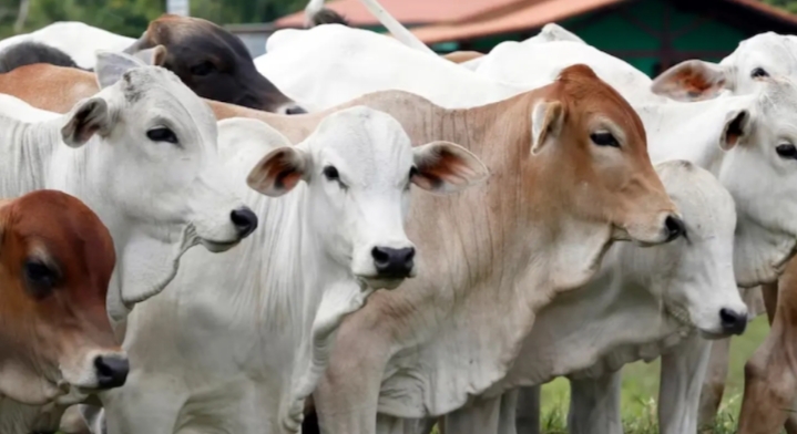 Ilustrasi sapi qurban.
