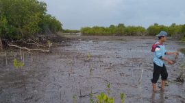 Anak muda pecinta lingkungan tengah menanam mangrove di pesisir Ambat Pamekasan.