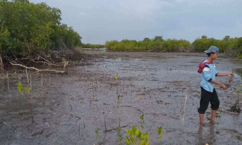 Anak muda pecinta lingkungan tengah menanam mangrove di pesisir Ambat Pamekasan.