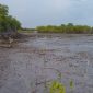 Anak muda pecinta lingkungan tengah menanam mangrove di pesisir Ambat Pamekasan.